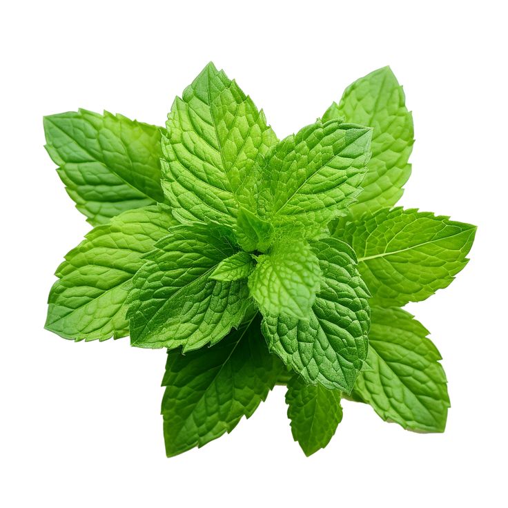 Mint(bunch)