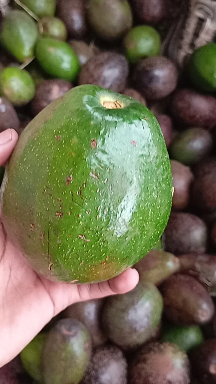 Avocado 1pc